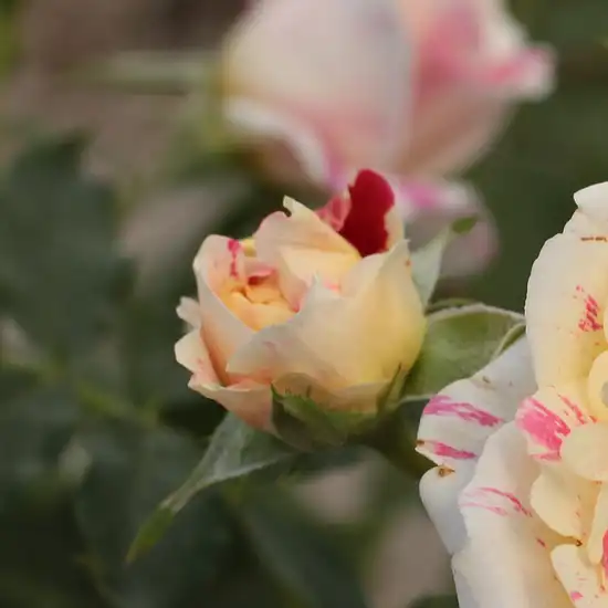 Trandafiri Grandiflora - Trandafiri - Nimet™ - 